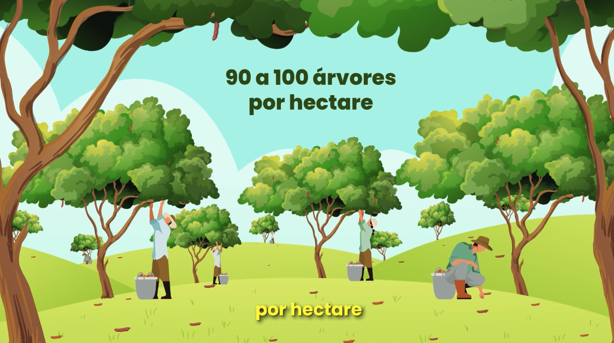 Árvores e Pastagens. Bordão de Velho.